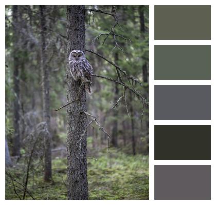 Bird Owl Ural Owl Image